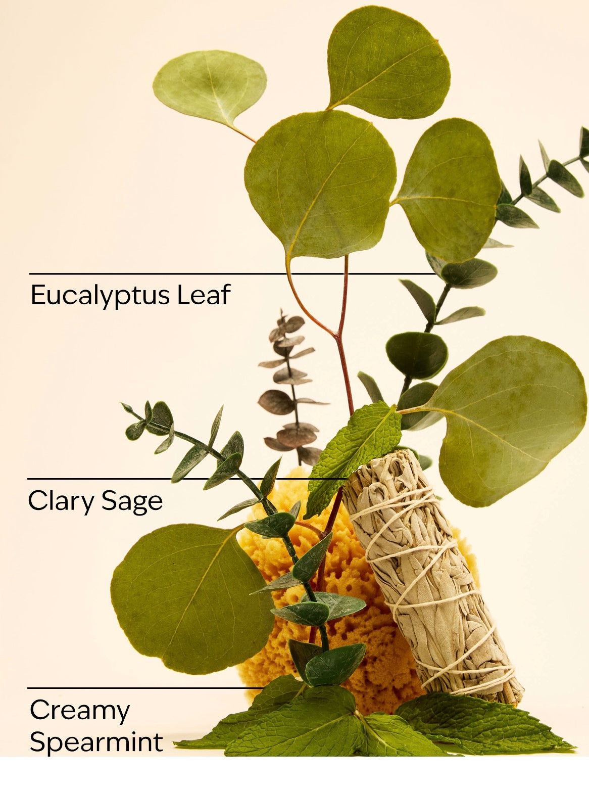 BBW 泡泡洗手乳 提神尤加利 - Eucalyptus Spearmint