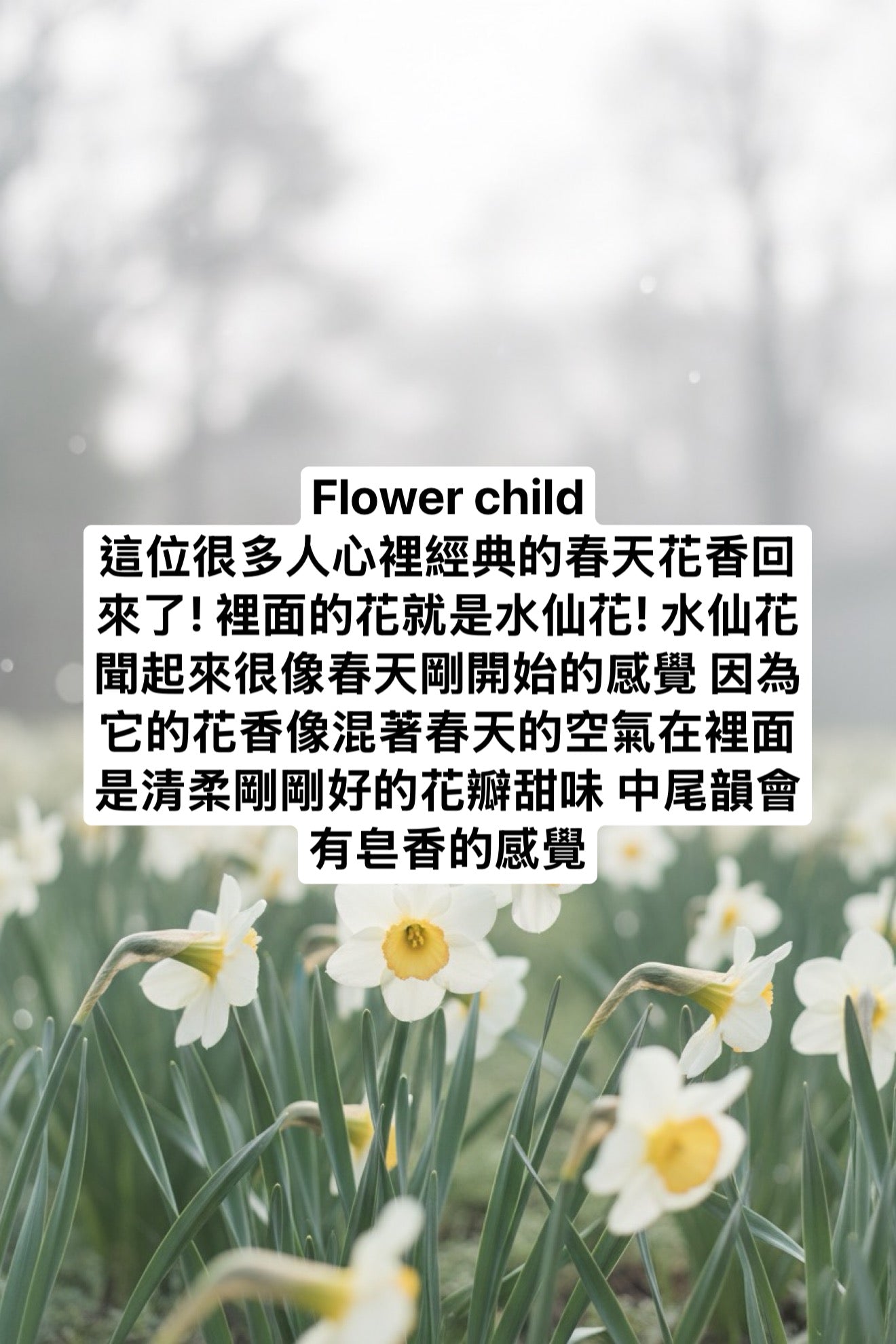 BBW 三蕊蠟燭 水仙花 - Flowerchild