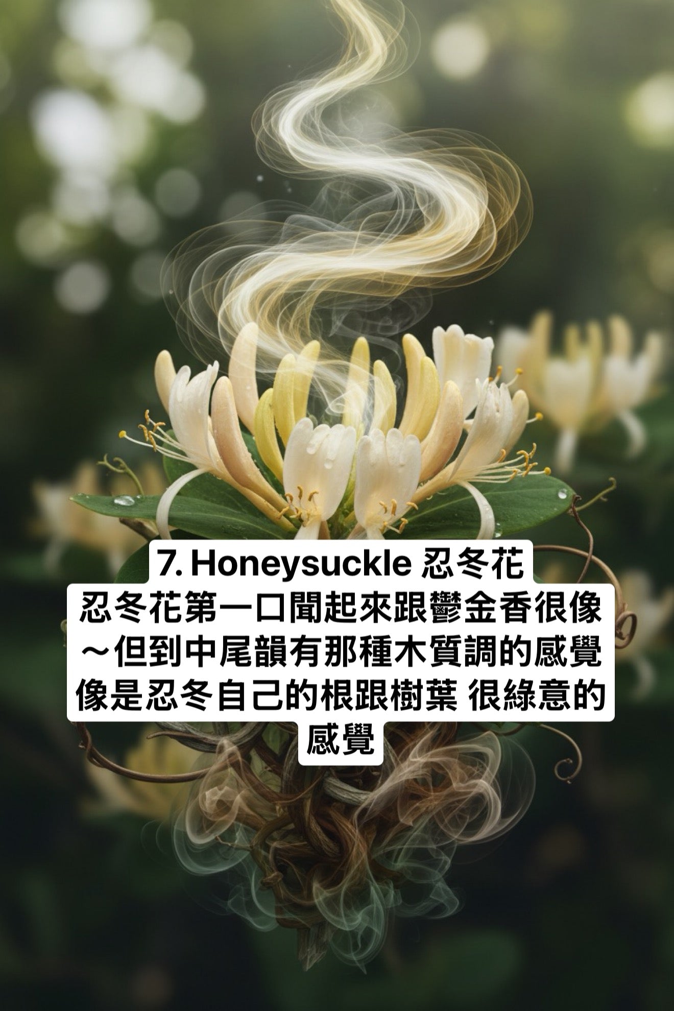 BBW 三蕊蠟燭 春暖冷冬 - Backyard Honeysuckle